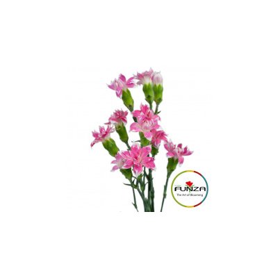 Гвоздика кустовая Соломио Star Cherry