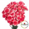 Гвоздика кустовая Cosmo Cherry