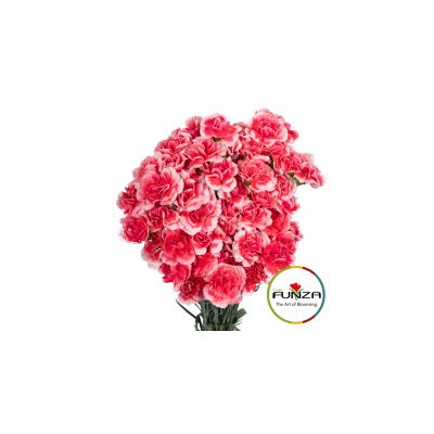 Гвоздика кустовая Cosmo Cherry
