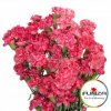Гвоздика кустовая Lolly Pop Pink
