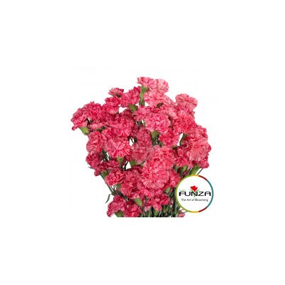 Гвоздика кустовая Lolly Pop Pink