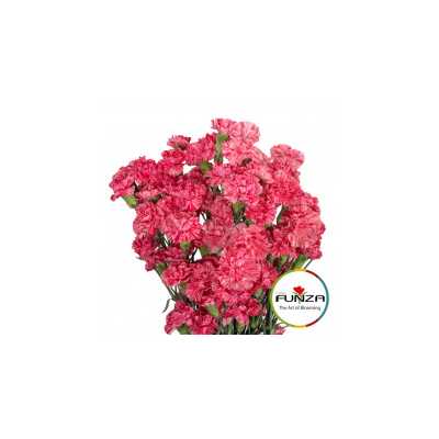 Гвоздика кустовая Lolly Pop Pink