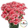 Гвоздика кустовая Scarlette Plus
