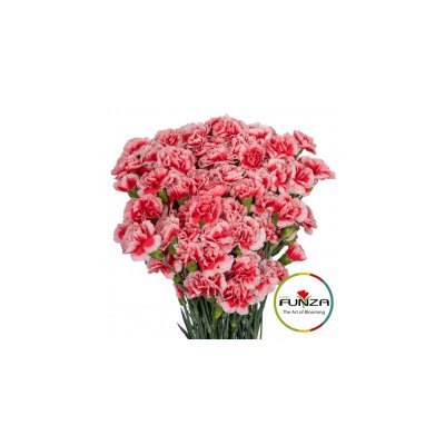 Гвоздика кустовая Scarlette Plus