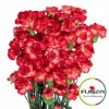 Гвоздика кустовая Sunny Radiant
