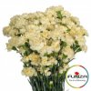 Гвоздика кустовая Xanthe