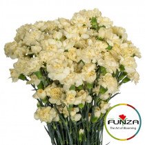 Гвоздика кустовая Xanthe
