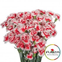 Гвоздика кустовая Zamba