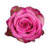 Роза Xflora IMAGINATION BI COLOR CLASSIC