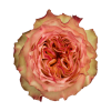 Роза садовая Xflora MIRACULOUS BI COLOR  