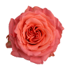 Роза садовая Xflora ROMANZA ORANGE  