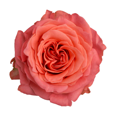 Роза садовая Xflora ROMANZA ORANGE  