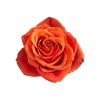 Роза садовая Xflora ROXY ORANGE  