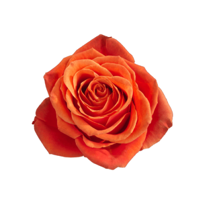 Роза садовая Xflora ROXY ORANGE  