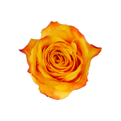 Роза Xflora SOMBRERO YELLOW BI CLASSIC