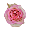 Роза Xflora SOUVEREIGN PINK CLASSIC