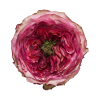 Роза садовая Xflora STAR TREK PINK  