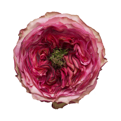 Роза садовая Xflora STAR TREK PINK  