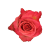 Роза Xflora STATUE PEACH BI CLASSIC