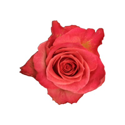 Роза Xflora STATUE PEACH BI CLASSIC