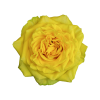 Роза садовая Xflora SUNCHASER YELLOW  
