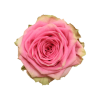 Роза садовая Xflora SUZY Q PINK  