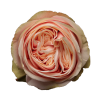 Роза Xflora SWAN GRACE