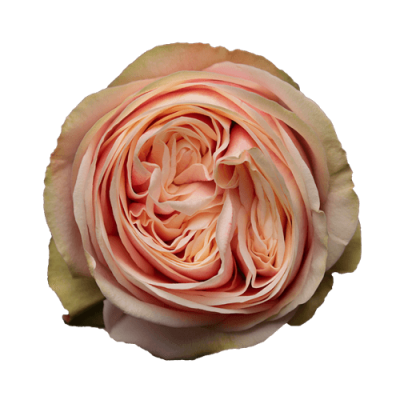 Роза Xflora SWAN GRACE