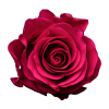 Роза Xflora TACAZZI CERISE CLASSIC