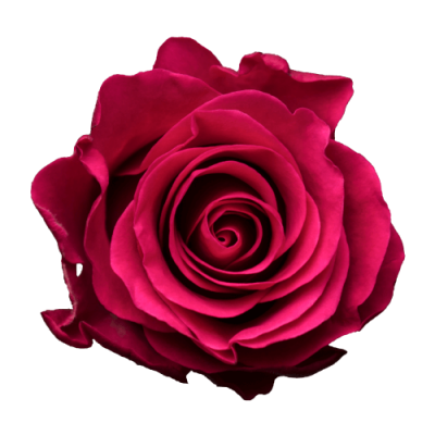 Роза Xflora TACAZZI CERISE CLASSIC