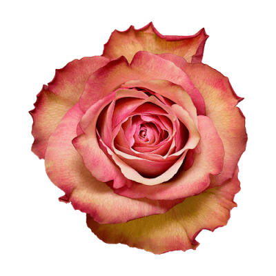 Роза Xflora TALISMAN BI PINK CLASSIC