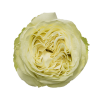 Роза садовая Xflora TITANIUM WHITE  