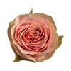 Роза садовая Xflora WILD LOOK PINK  