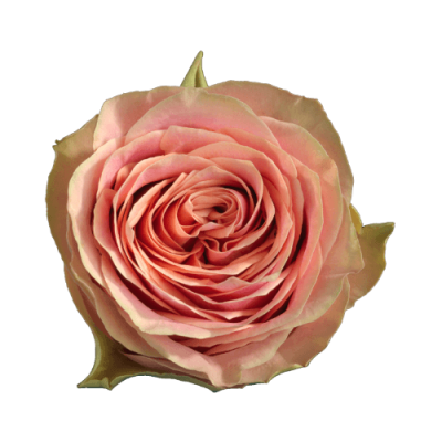 Роза садовая Xflora WILD LOOK PINK  