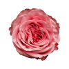 Роза садовая Xflora WILD LOVE PINK  
