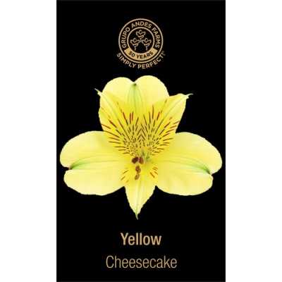 Альстромерия Cheesecake 