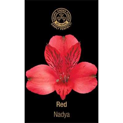Альстромерия Nadya 