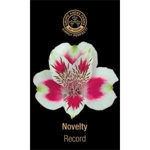 Альстромерия Record 