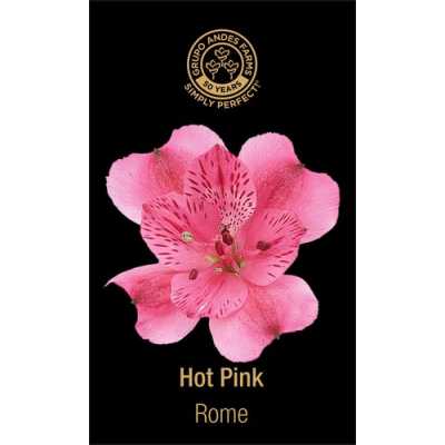 Альстромерия Rome 