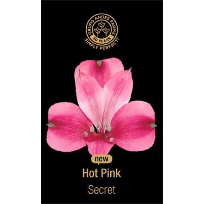 Альстромерия Secret 