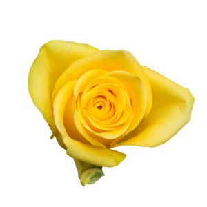 Роза Yelloween