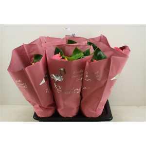 Anth An Arisa Pink