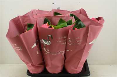 Anth An Arisa Pink