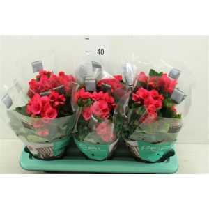 Begonia Du Berseba