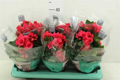 Begonia Du Berseba