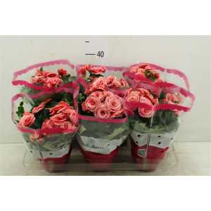 БЕГОНИЯ БОРИС Begonia Du Borias D14 H28 X6