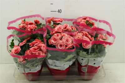 БЕГОНИЯ БОРИС Begonia Du Borias D14 H28 X6