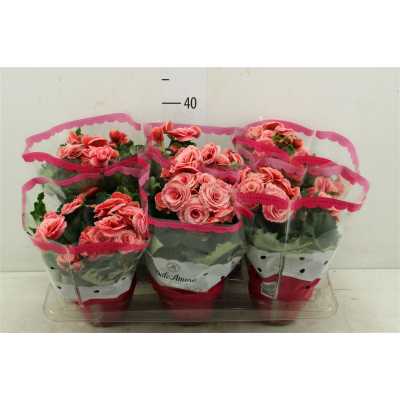 БЕГОНИЯ БОРИС Begonia Du Borias D14 H28 X6