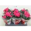 Begonia Du Roze