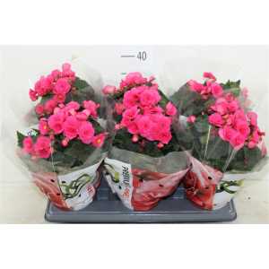 Begonia Du Roze